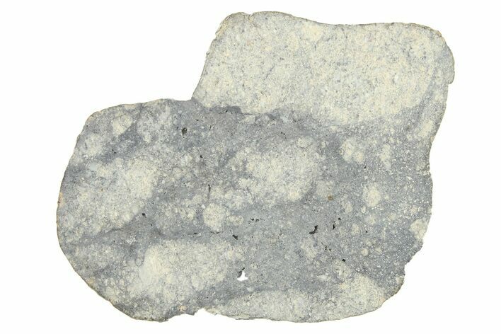 Eucrite Meteorite Slice ( g) - From Vesta Minor-Planet #280671